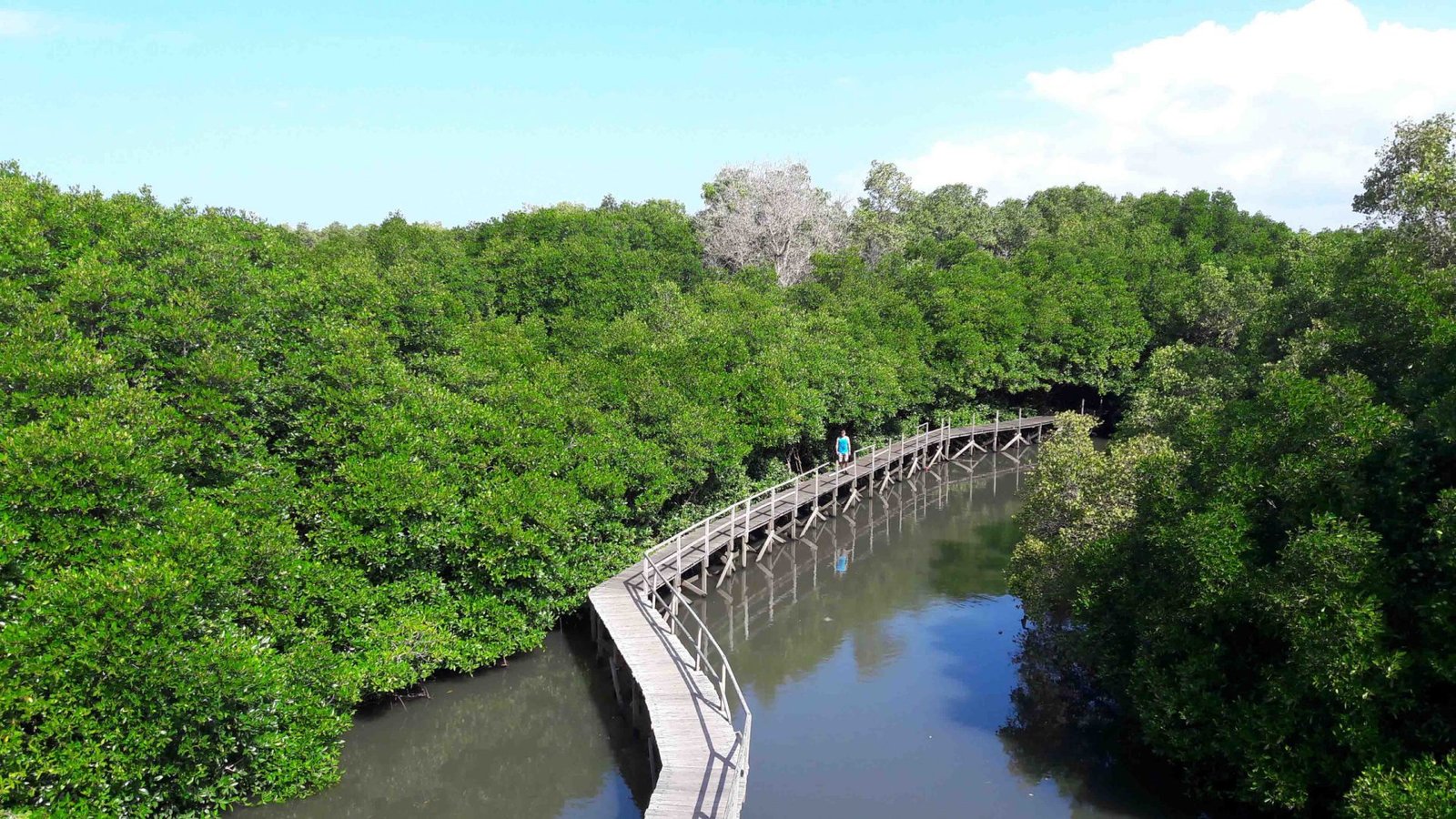 Mangrove Forest