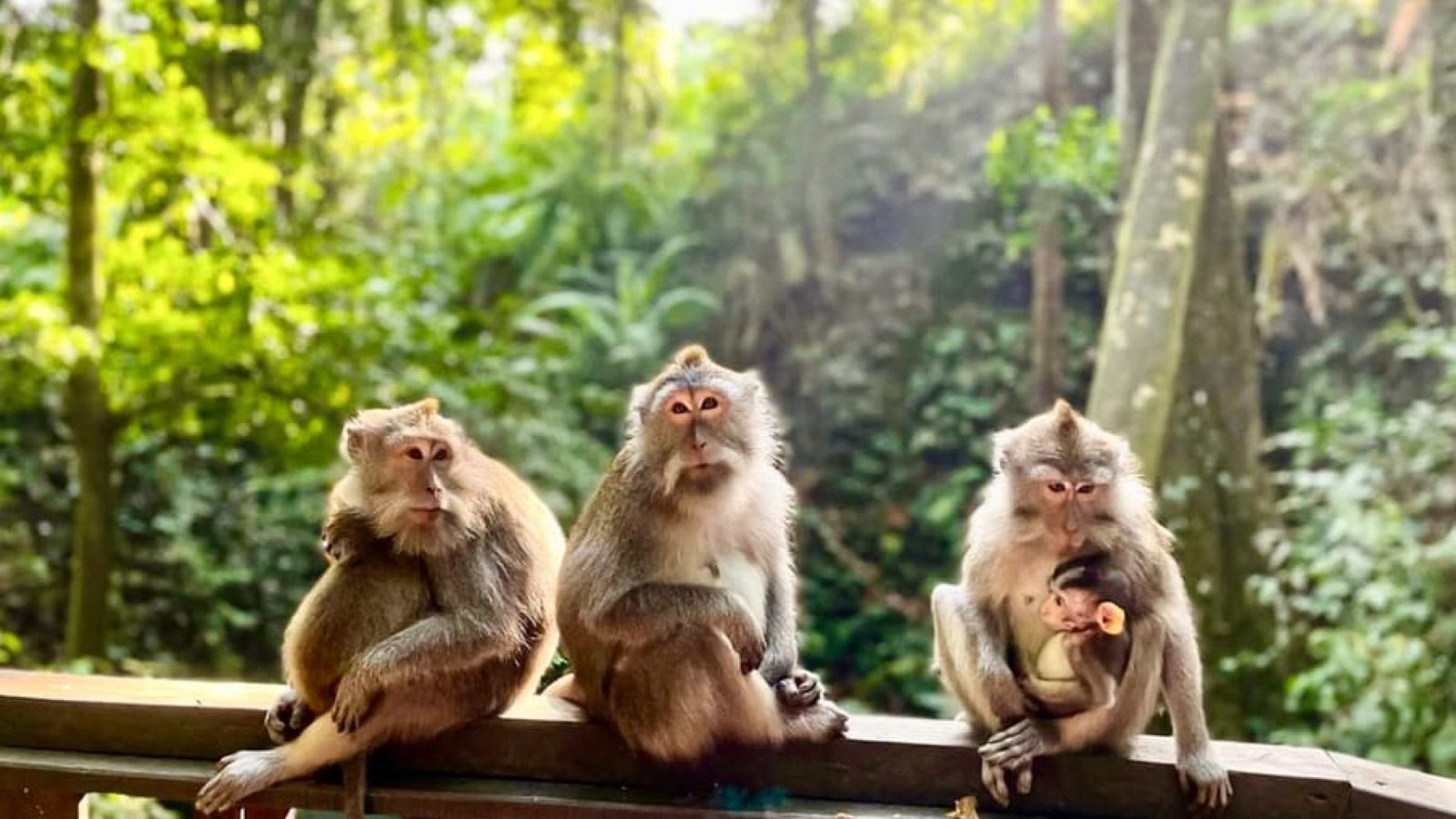 Monkey Forest