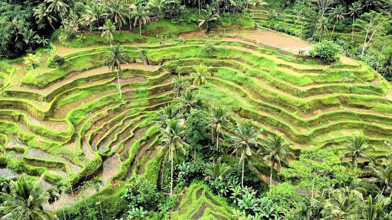 Tegalalang Rice Terrace